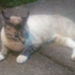 Meet your Posher, Versaviya